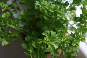 Container grown herbs